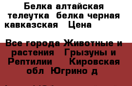 Белка алтайская телеутка, белка черная кавказская › Цена ­ 5 000 - Все города Животные и растения » Грызуны и Рептилии   . Кировская обл.,Югрино д.